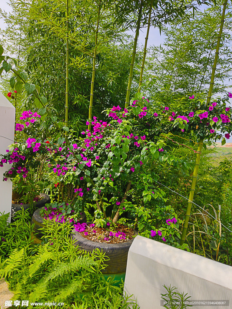 青田绿萝山庄花菜