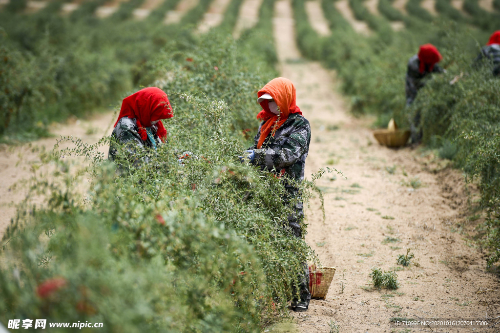 宁夏枸杞采摘