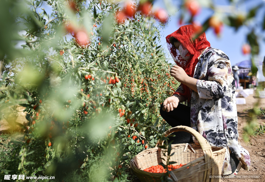 宁夏枸杞采摘