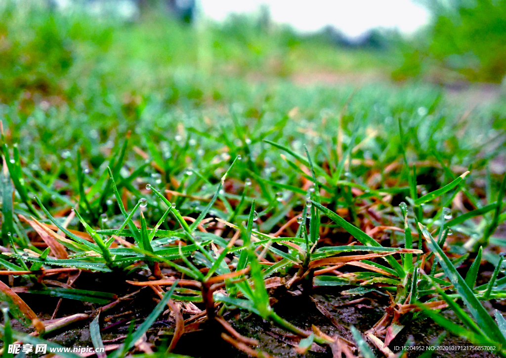 初秋清晨的草地