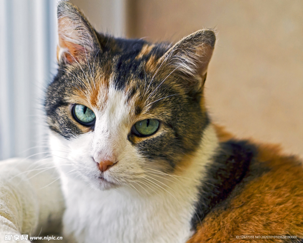 高清可爱猫咪图