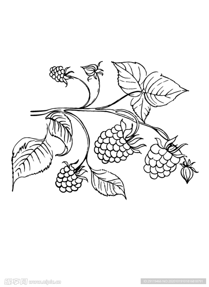 覆盆子矢量文件