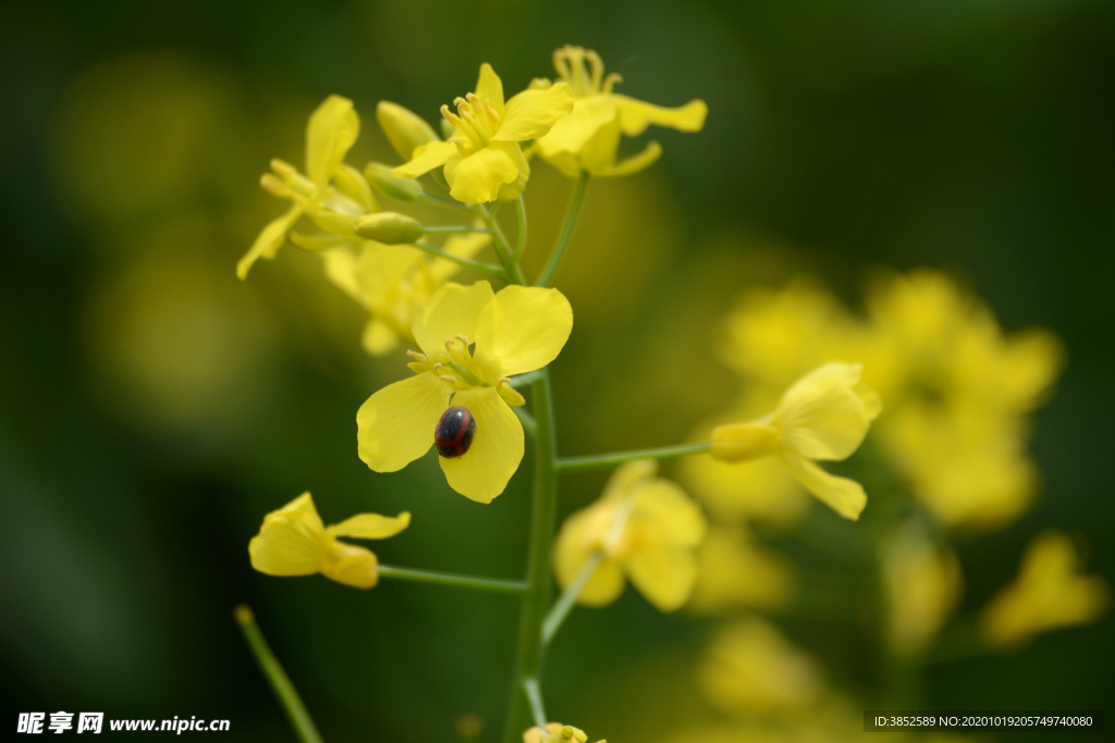 七星瓢虫油菜花