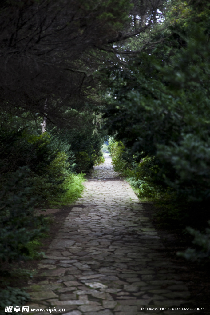 树森林人行道自然