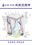 彭世修脚皮肤结构图