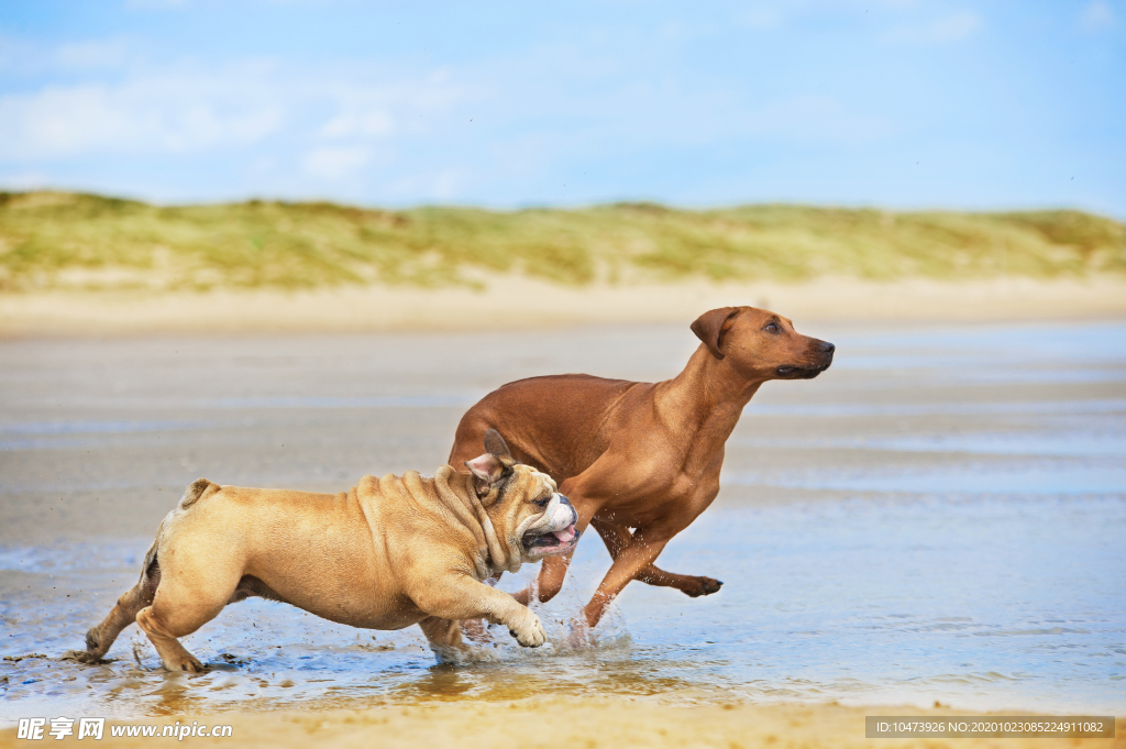 河边奔跑的两条狗狗