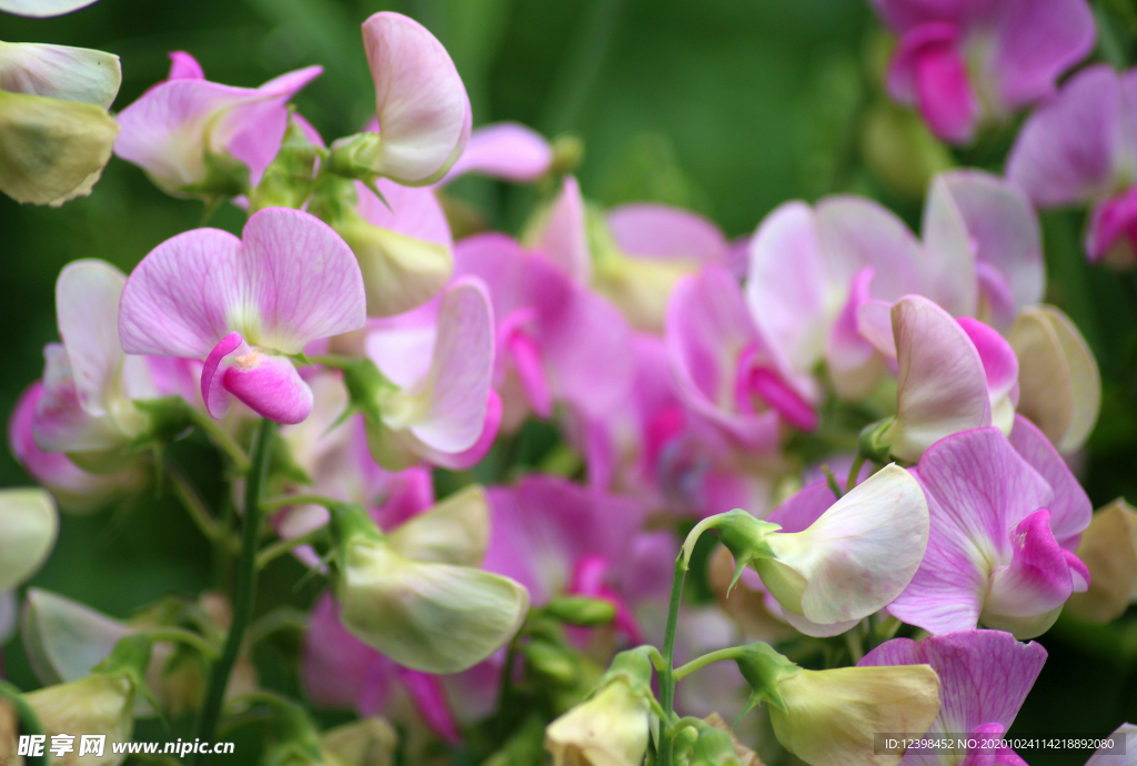 漂亮的豌豆花