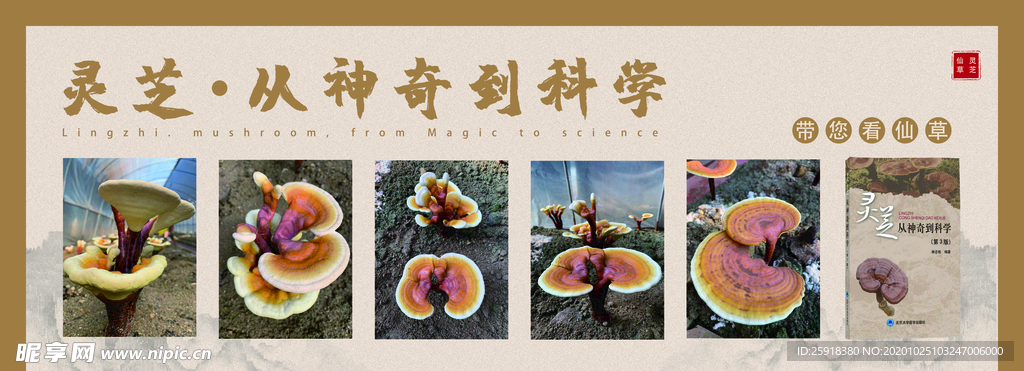 灵芝中式海报展板