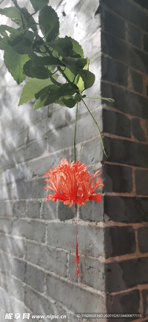 灯笼花 吊灯扶桑花