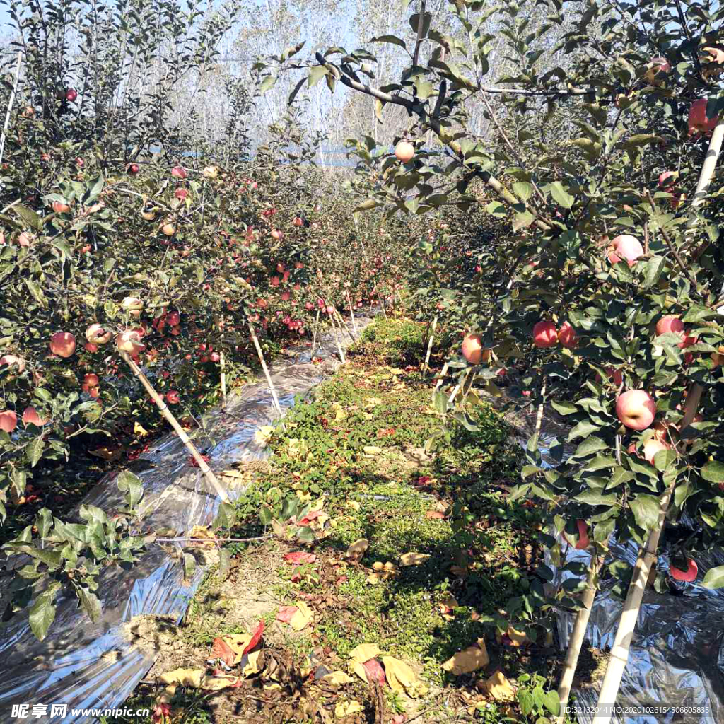 苹果园