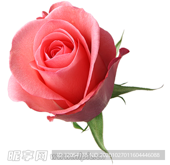 免扣 鲜花 手绘 花朵 红色