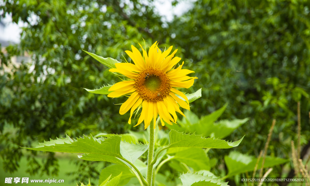 向日葵高清大图