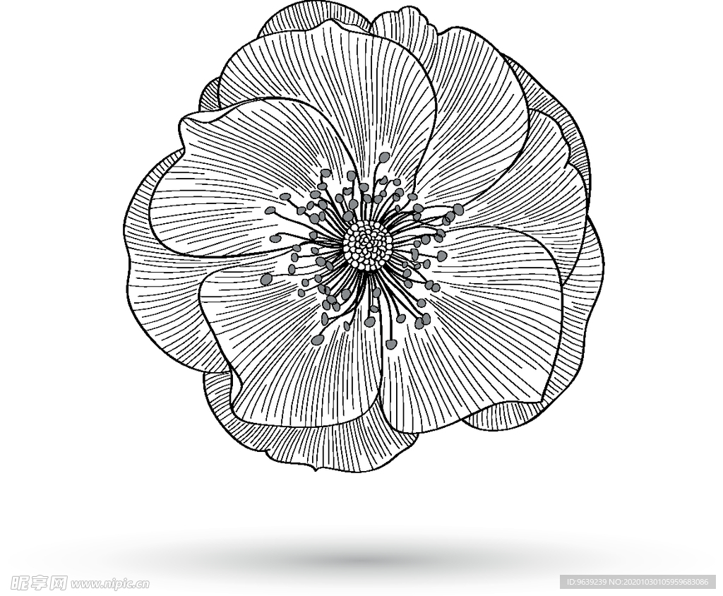 花朵线稿矢量