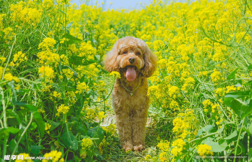 油菜花地里面的小狗