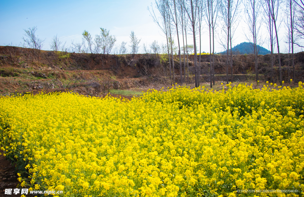 春天油菜花自然风景户外摄影