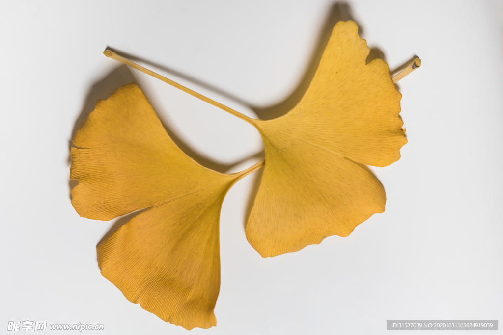银杏叶特写