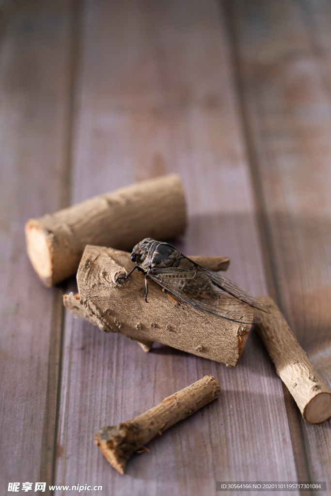 蝉昆虫木材背景海报素材