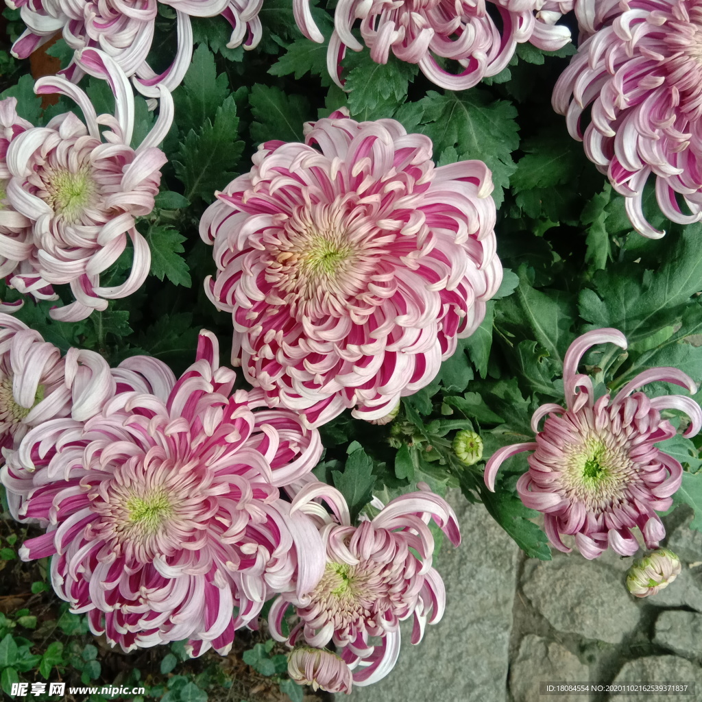 繁花锦簇大菊花