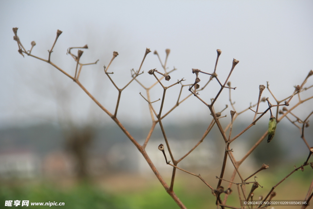 最后一个朝天椒