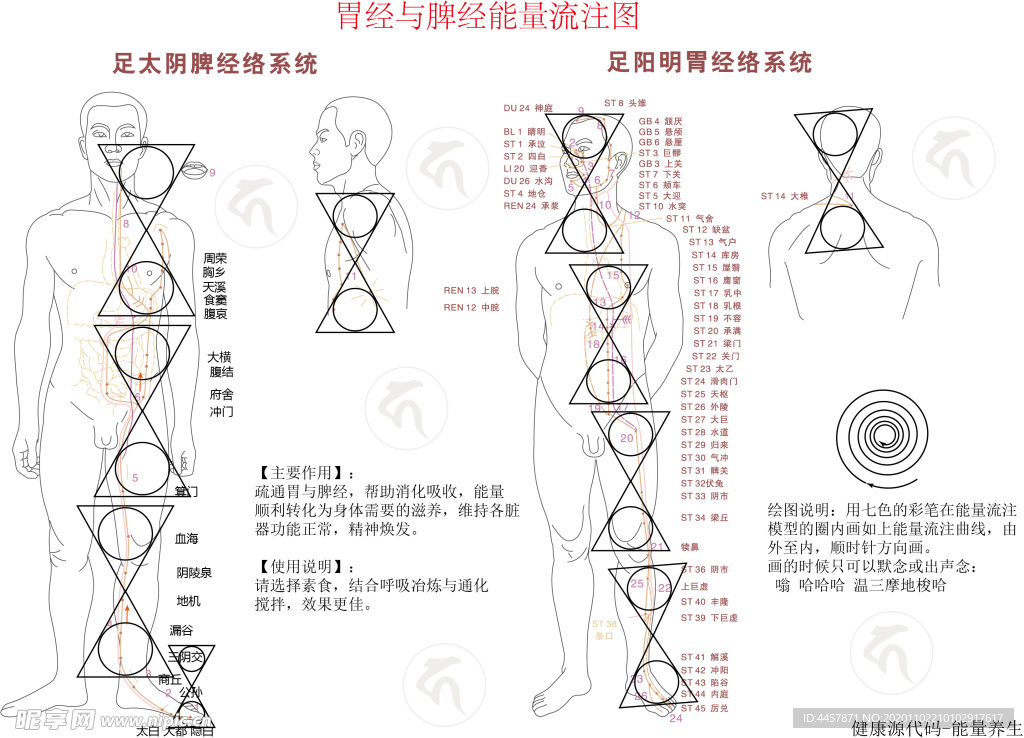 胃经脾经能量流注