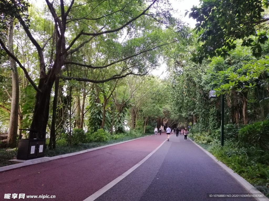 风景 树 马路 人 照片