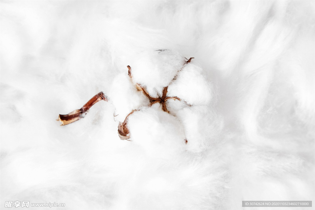 白色背景上的棉花