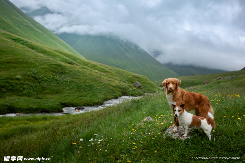 两条可爱的狗狗图片