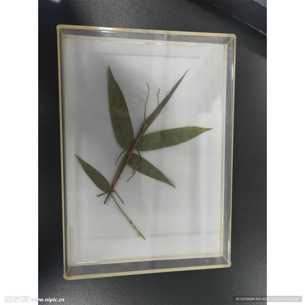 竹节虫拟态标本