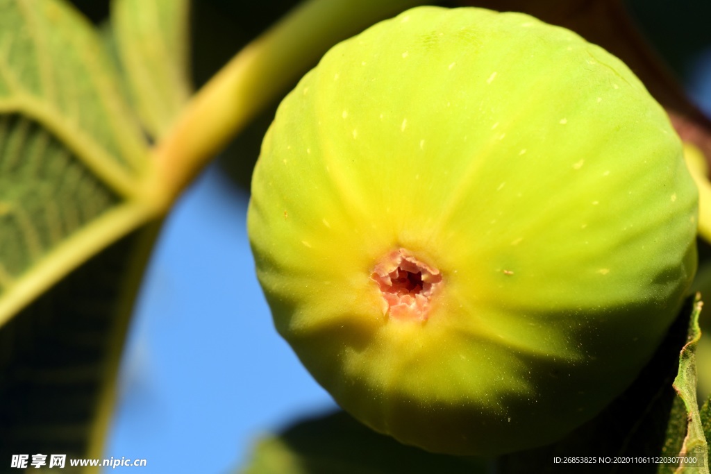 营养好吃的无花果