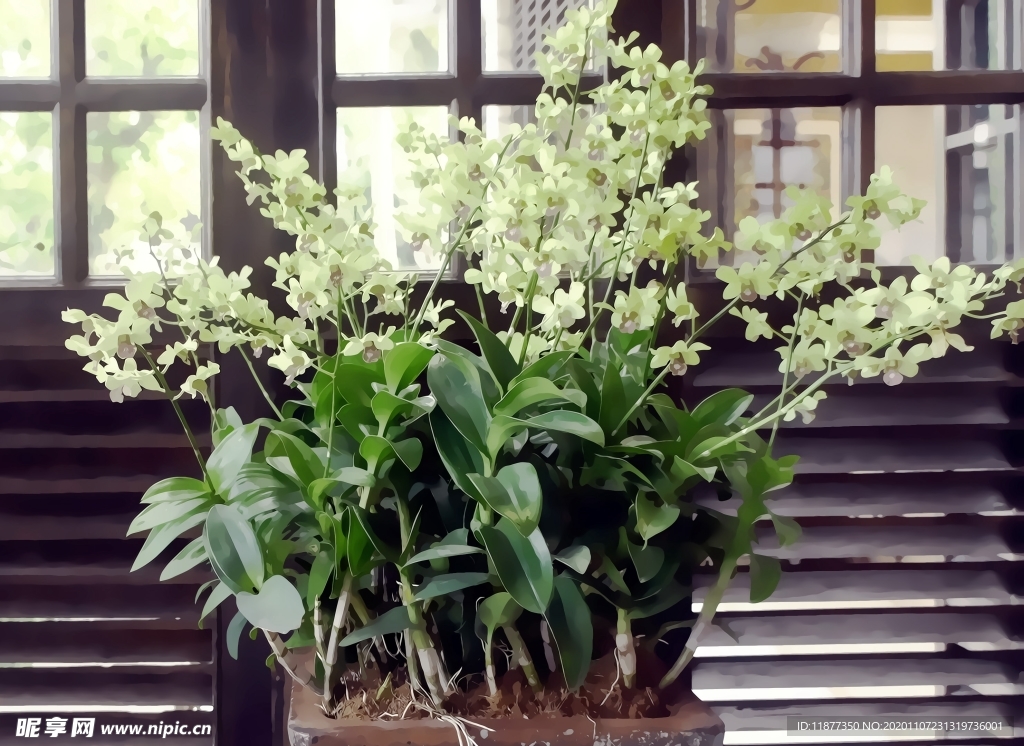 茶吧里的热带兰