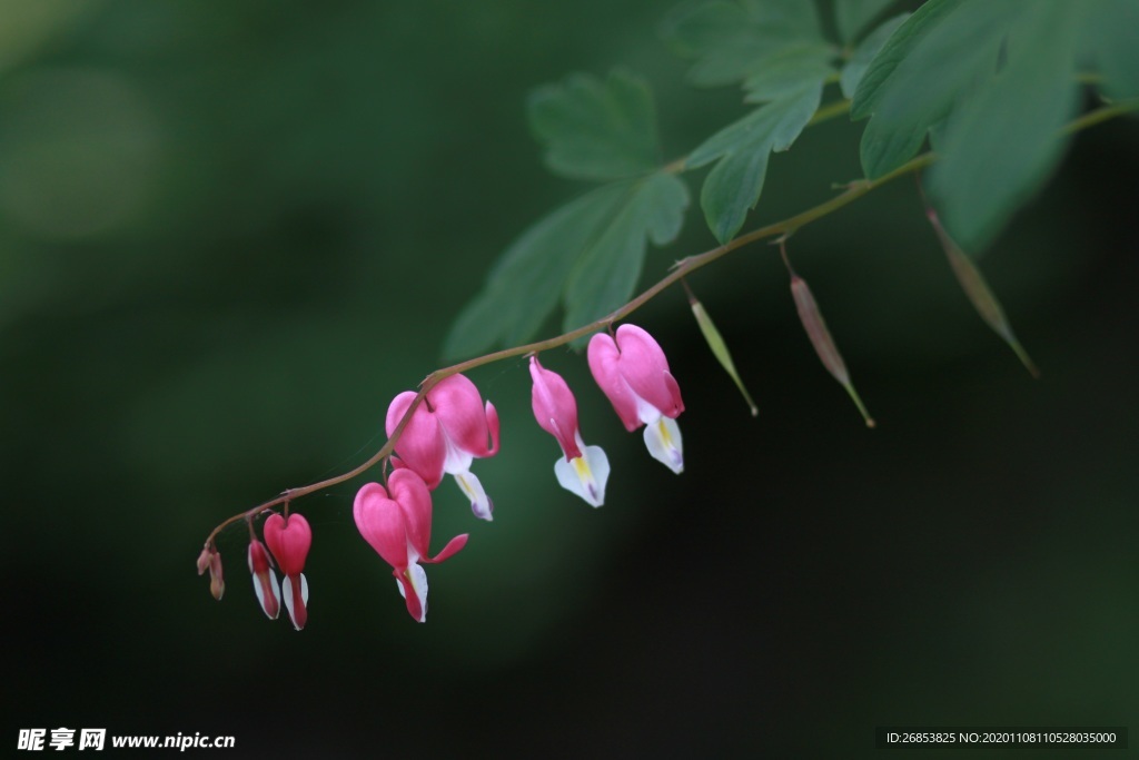 荷包牡丹 牡丹花 鲜花 花朵