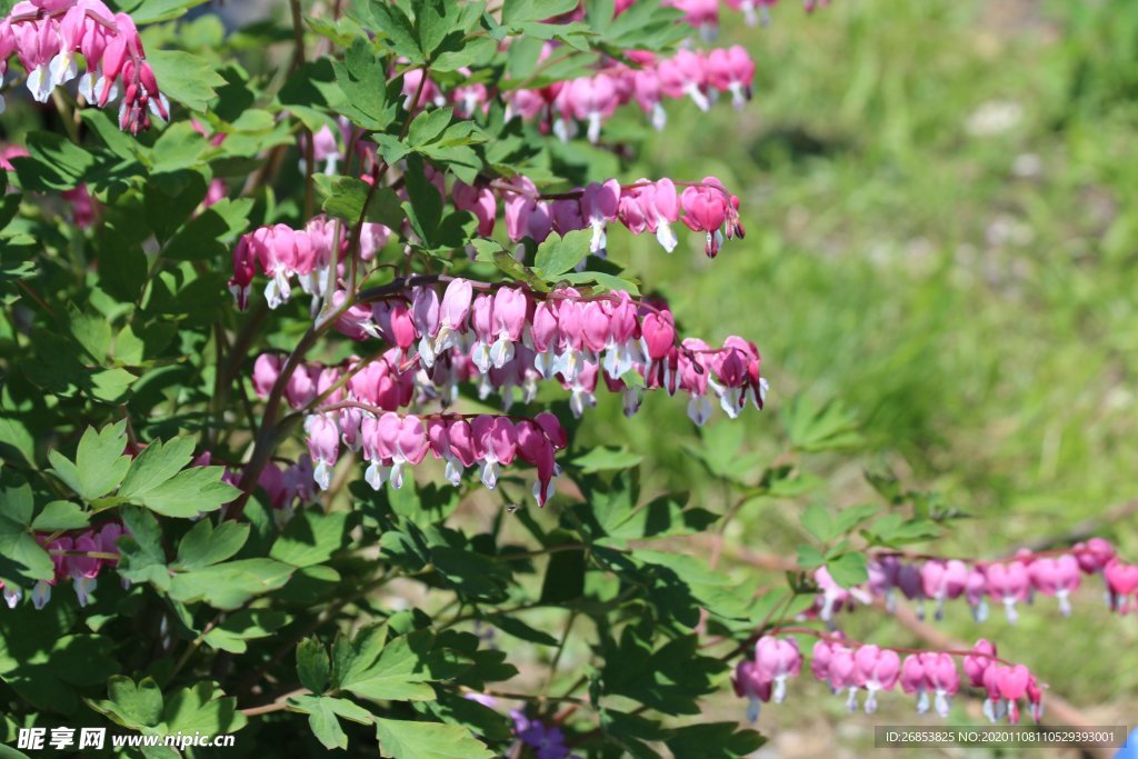 荷包牡丹 牡丹花 鲜花 花朵