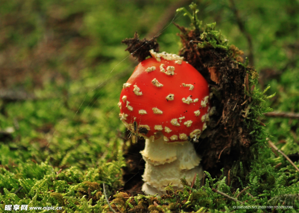 毒蘑菇 毒蝇伞蘑菇 红色蘑菇