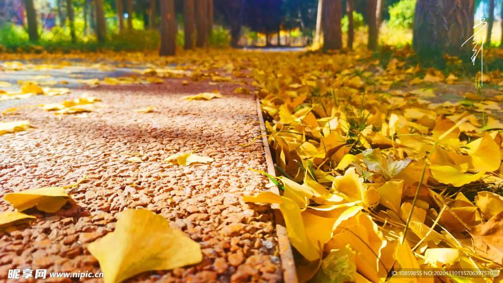 秋天的银杏叶路面