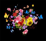 花海  花与蝴蝶