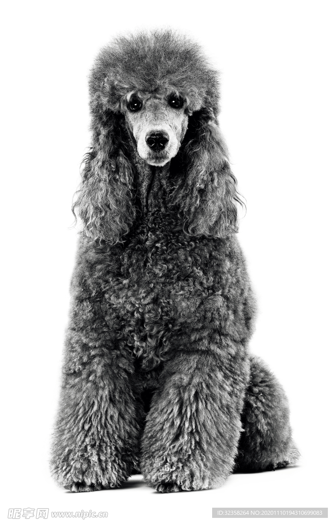 免扣狗狗 宠物狗