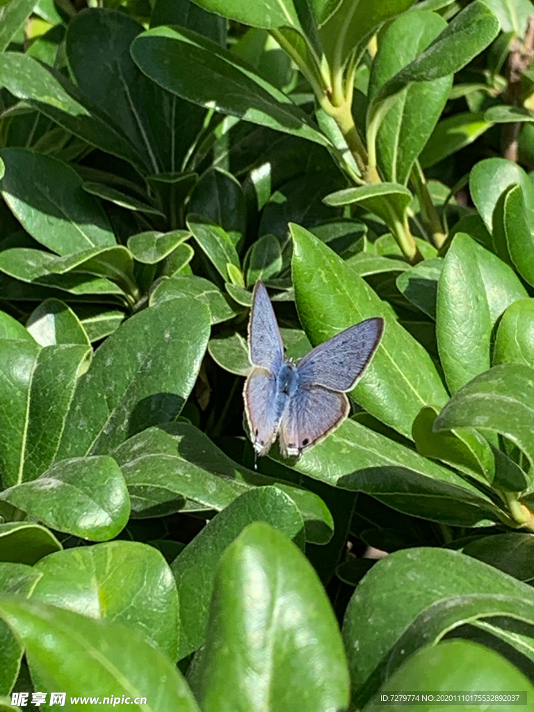 蓝色 树丛 蝴蝶