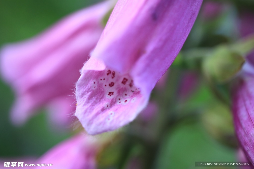 紫色的洋地黄花朵
