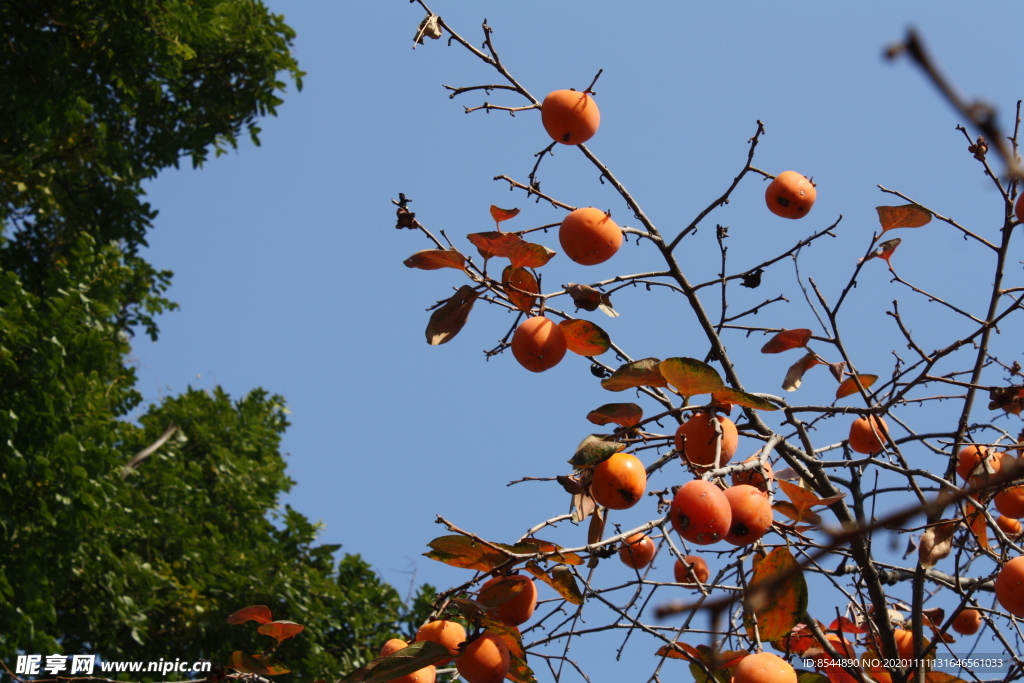 柿子 柿子树