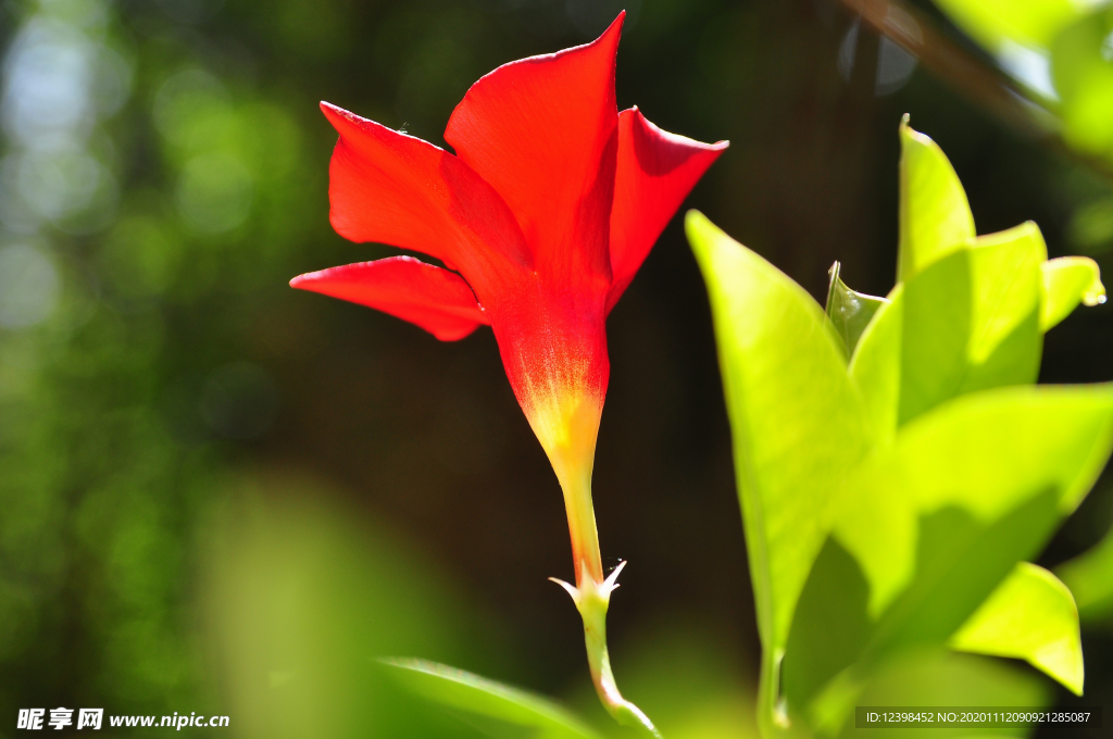 鲜艳红红的红蝉花