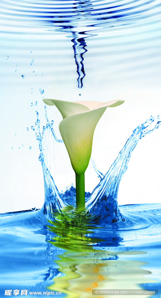 水中马蹄莲百合花