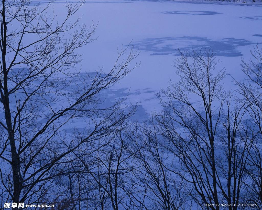 寒冬森林里面的树林