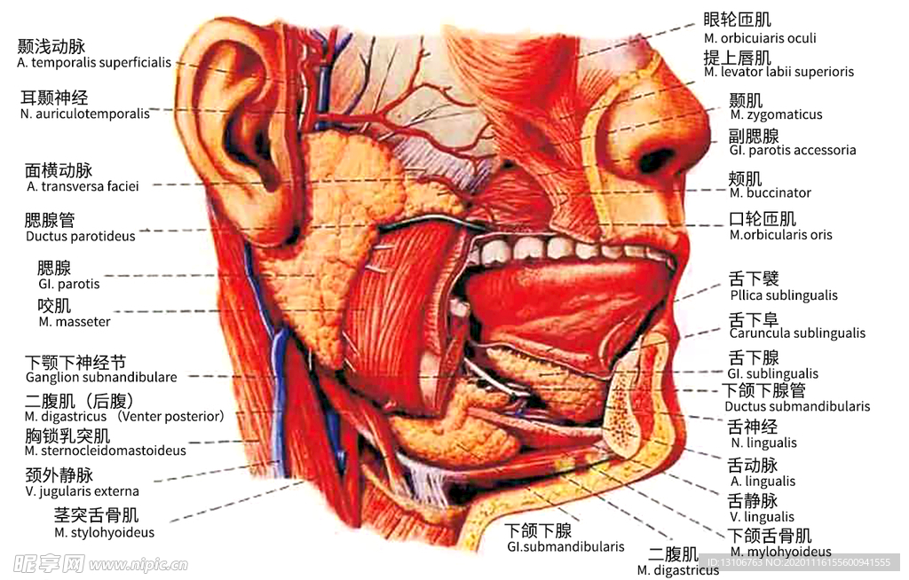 口腔粘膜解剖图
