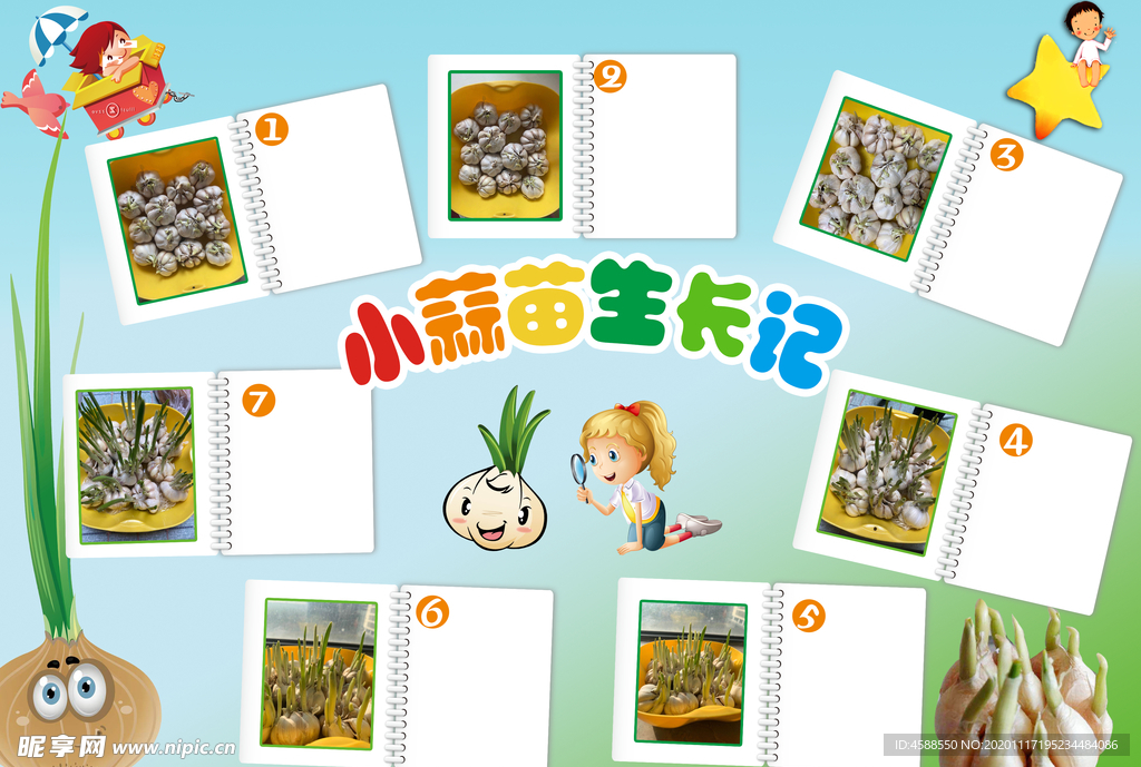 小蒜苗生成记手抄报