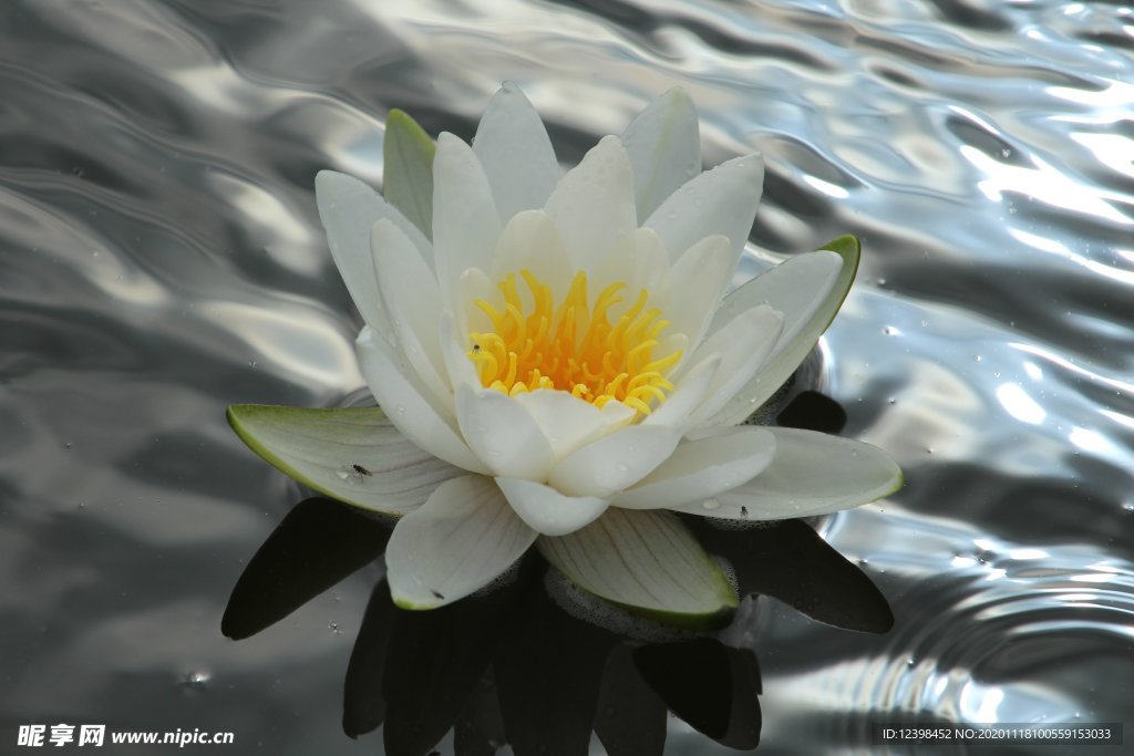 清新的睡莲荷花