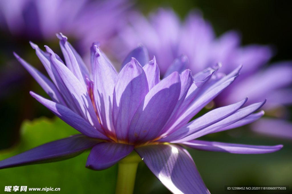 清新的睡莲荷花