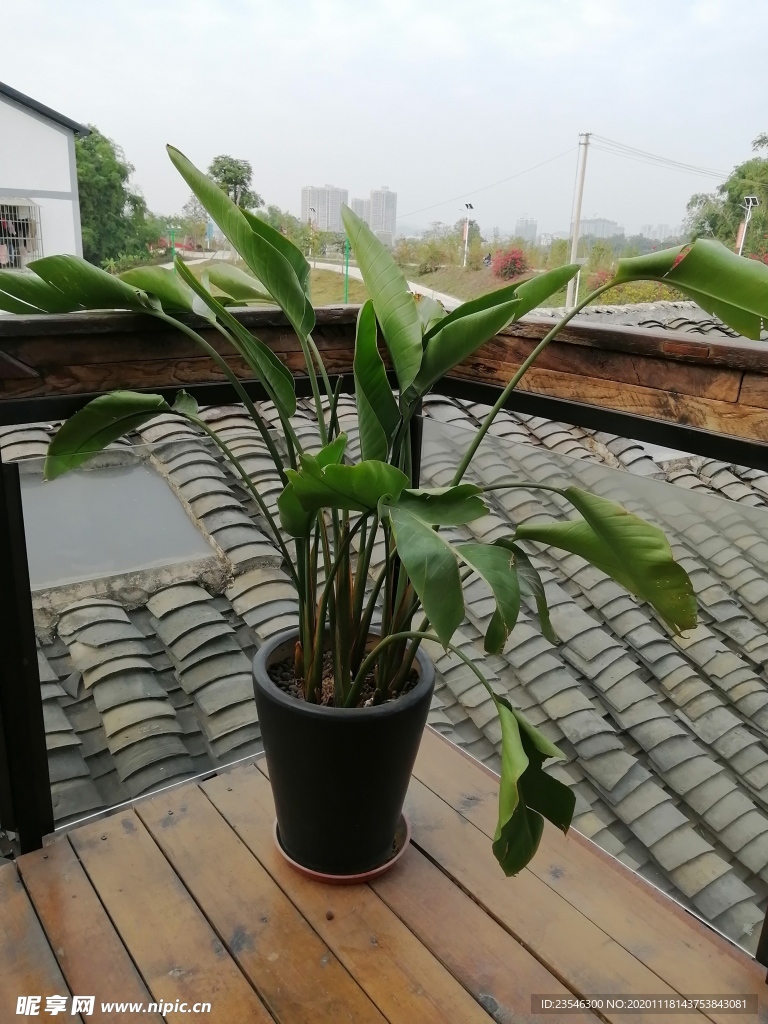 走廊尽头的盆栽