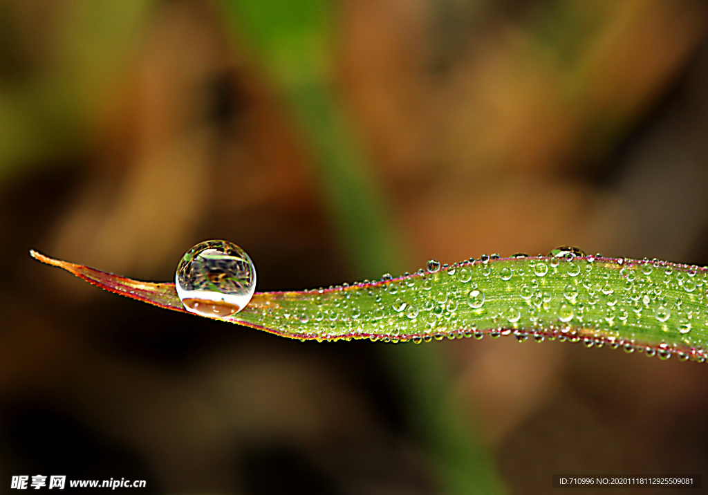 草尖上的露珠