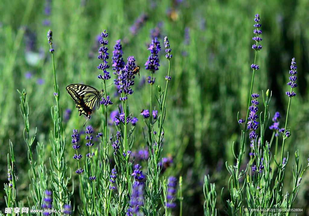 薰衣草与蝴蝶