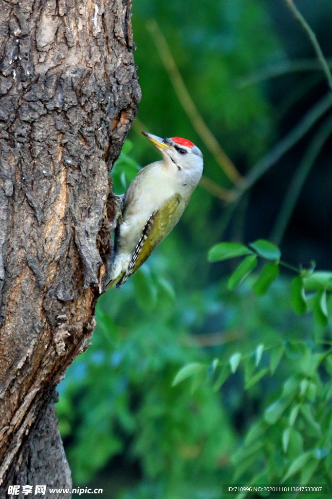绿啄木鸟